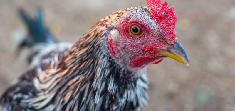 Chicken