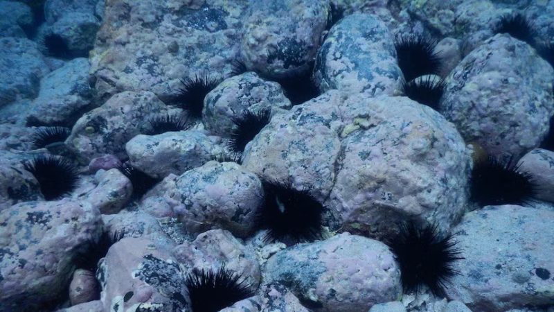 A sea urchin barren on a rocky reef