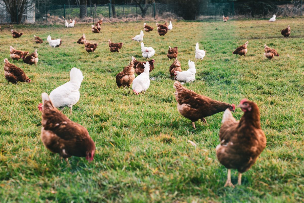 Free Range Chicks
