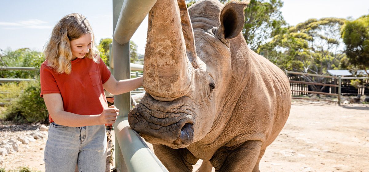 Meet-the-Rhinos-Monarto