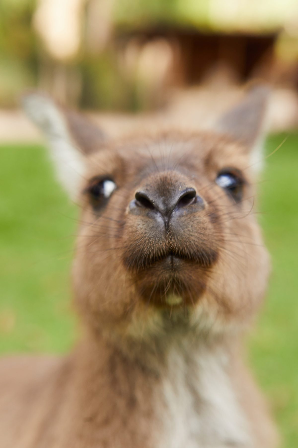Healesville Sanctuary