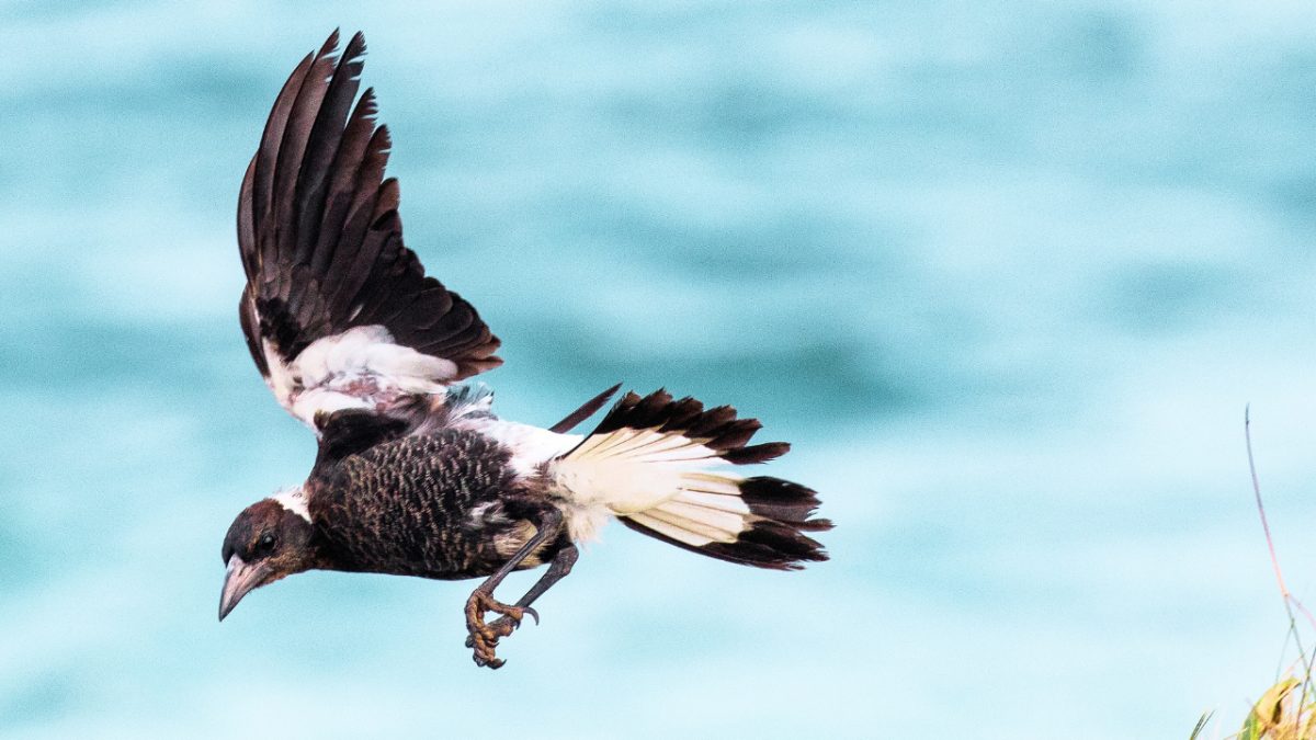 Magpie-swooping