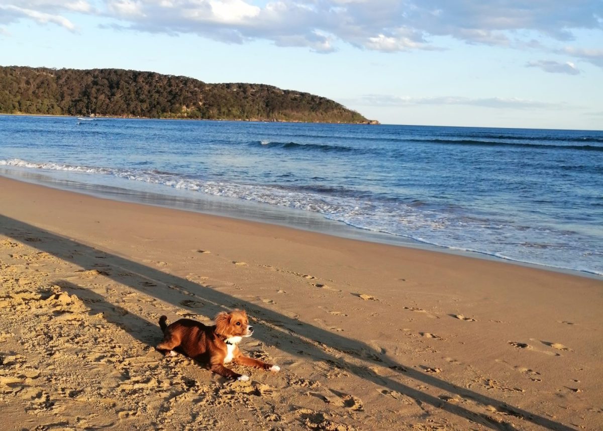 Dog relaxing on Ettalong Beach