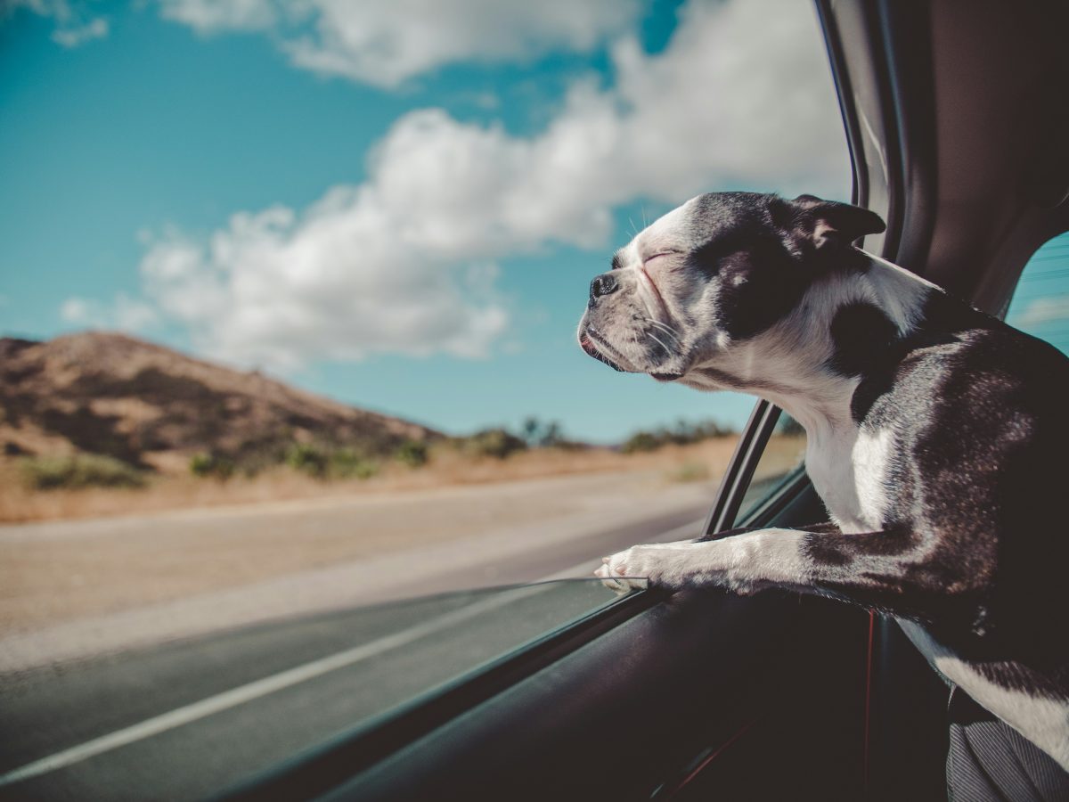 Dog on holidays