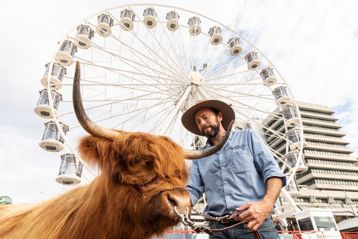 Man and cow at the Ekka