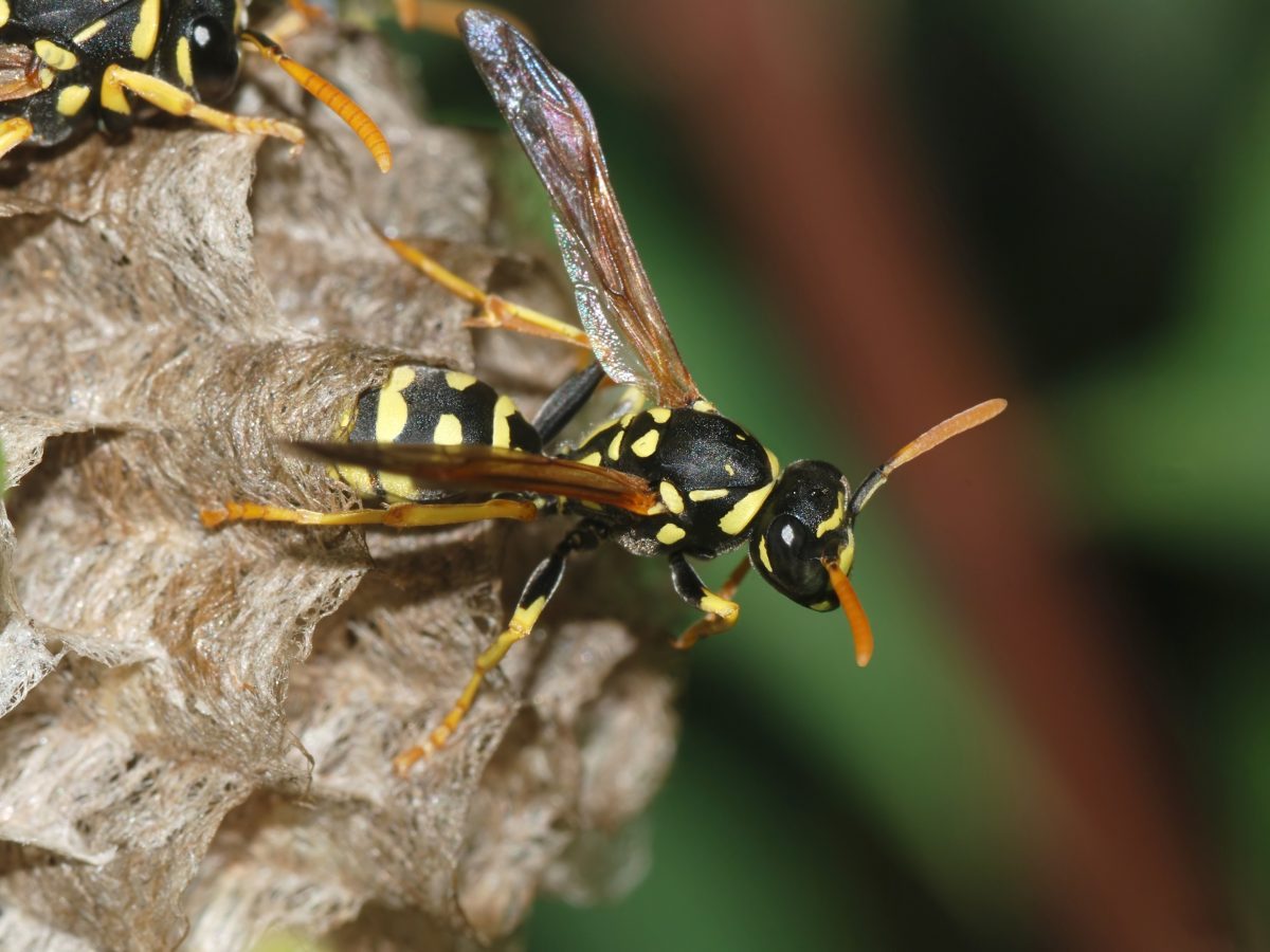 Paper Wasp