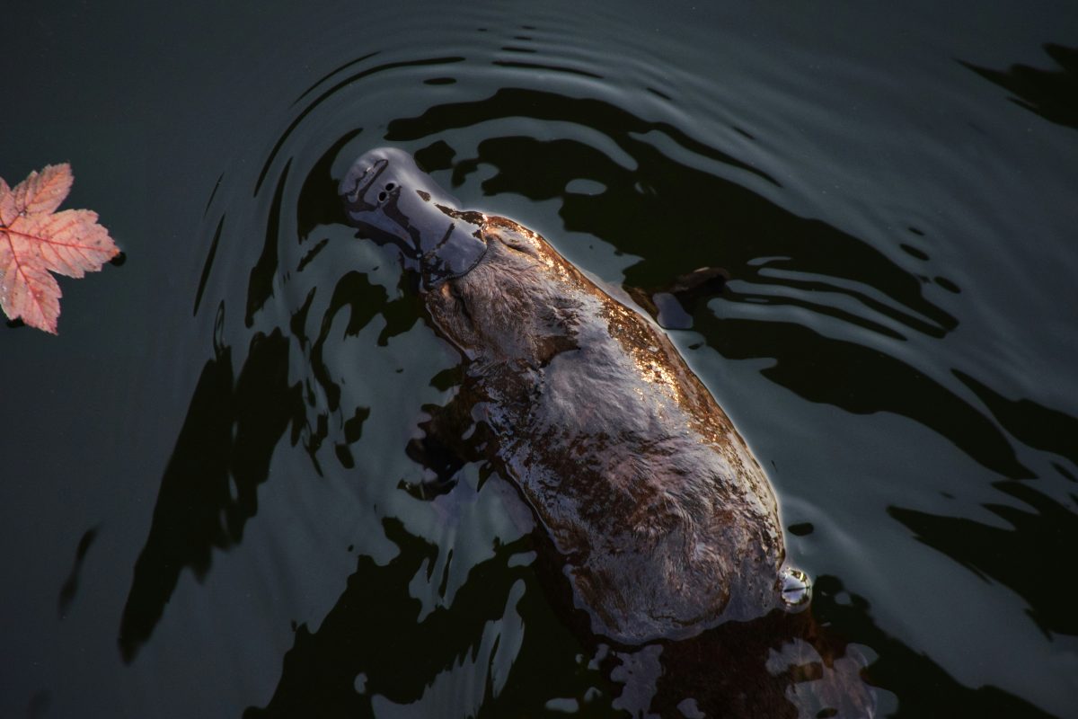 Platypus-michael-jerrard-unsplash