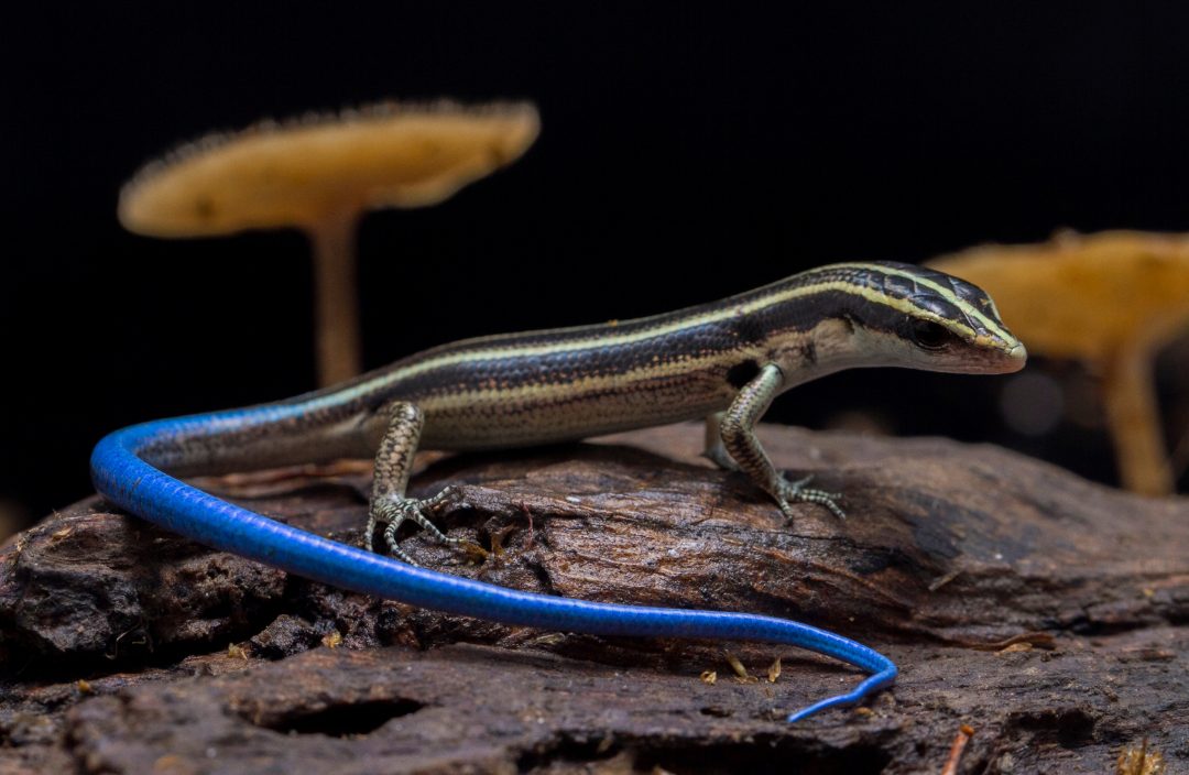 Blue Tailed Skink