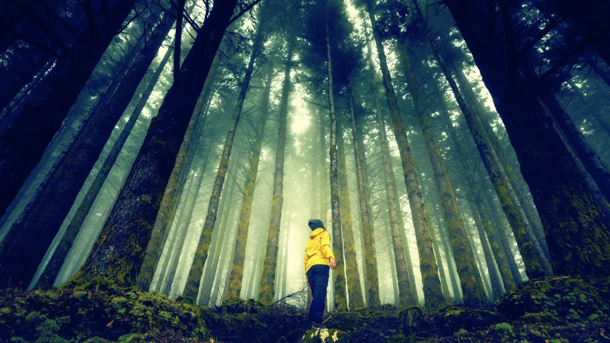 forest