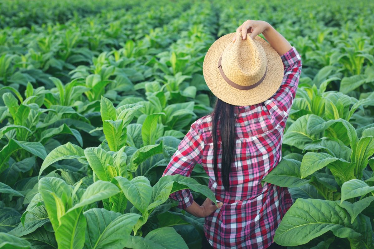 Tobacco