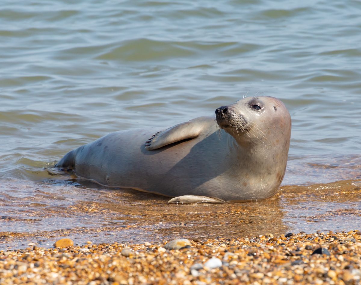 Sea Lion