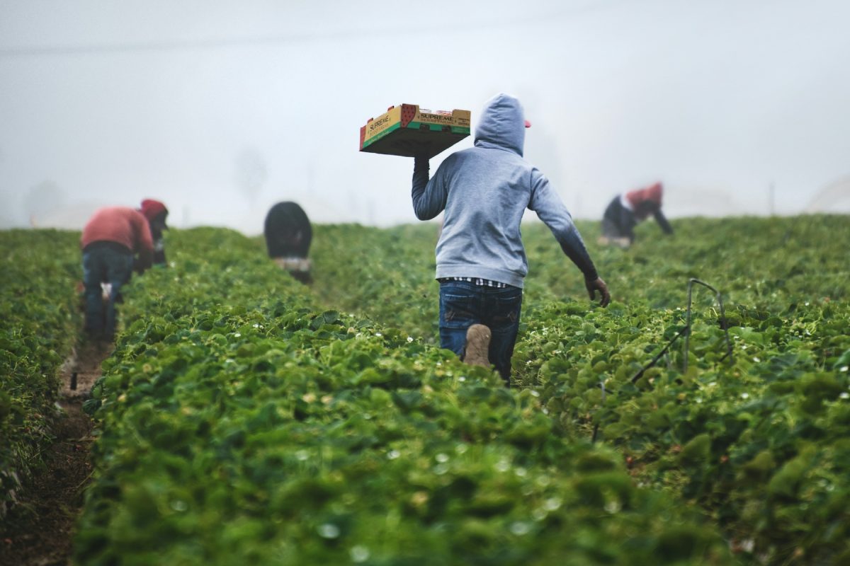 farm-work