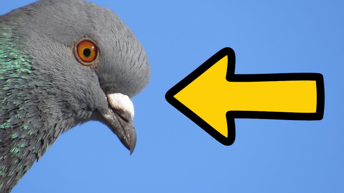 Pigeons
