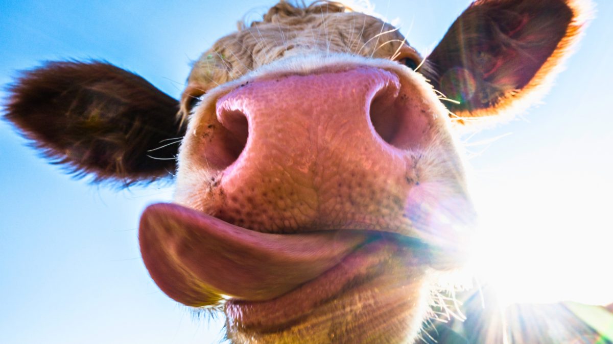 cow-free-farms
